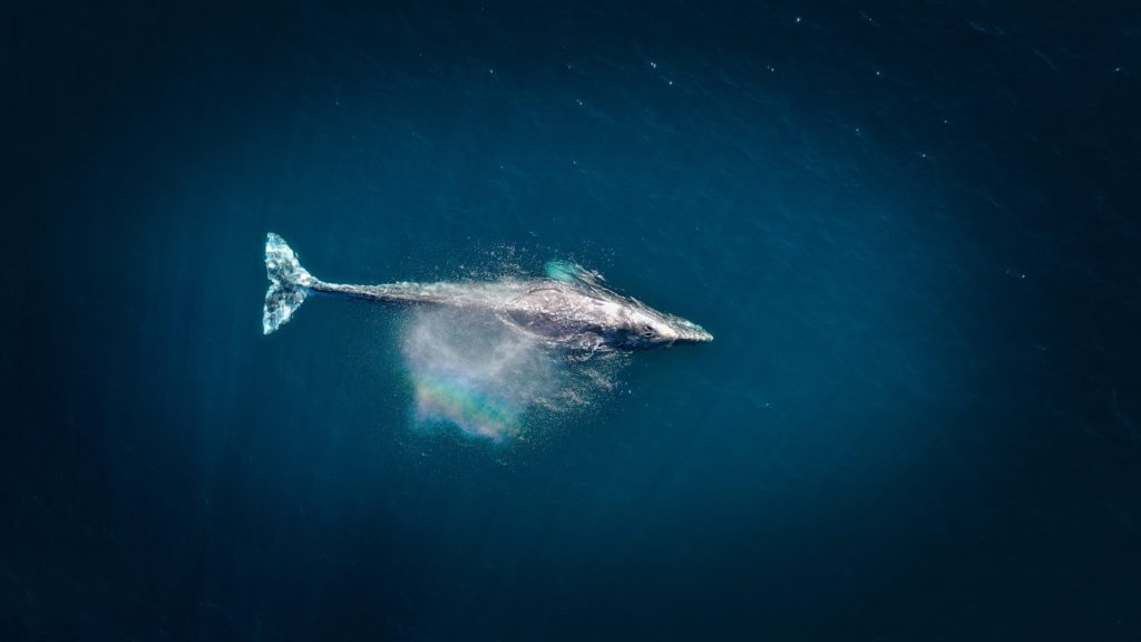 All the bubbles - do whales fart and sneeze?
