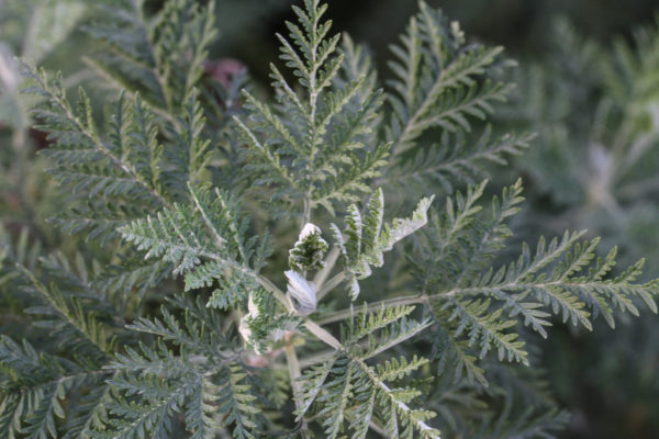 African Wormwood | South African Edible Plants