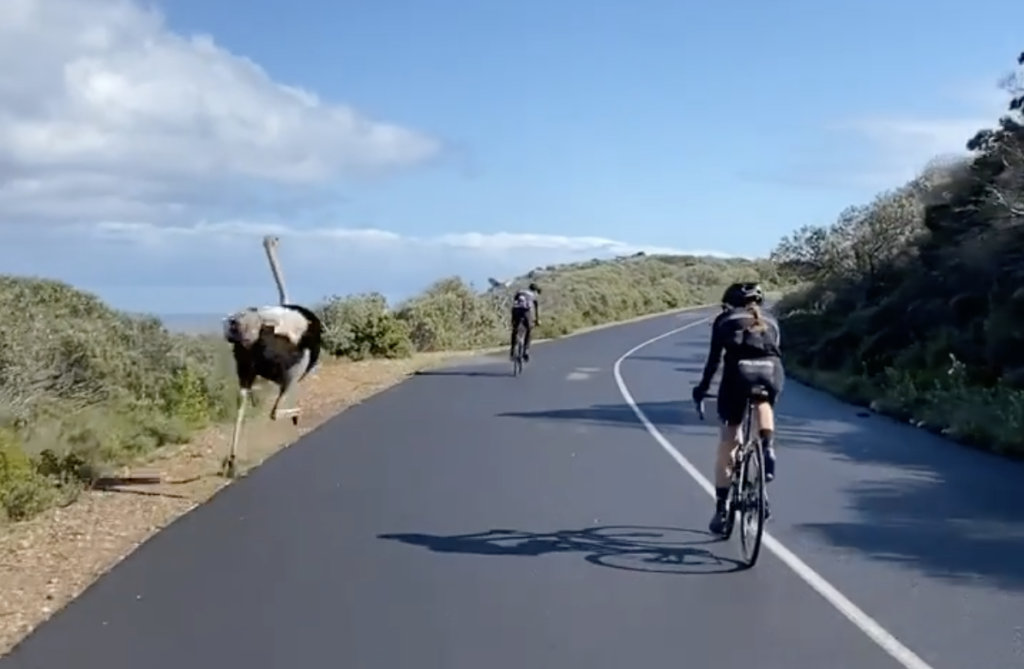 WATCH: A wild ostrich races a group of cyclists in Cape Point National Park