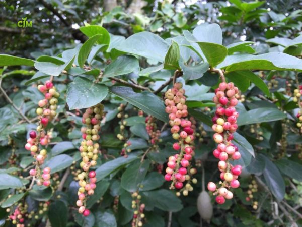 Tassel Berry | South African Edible Plants 
