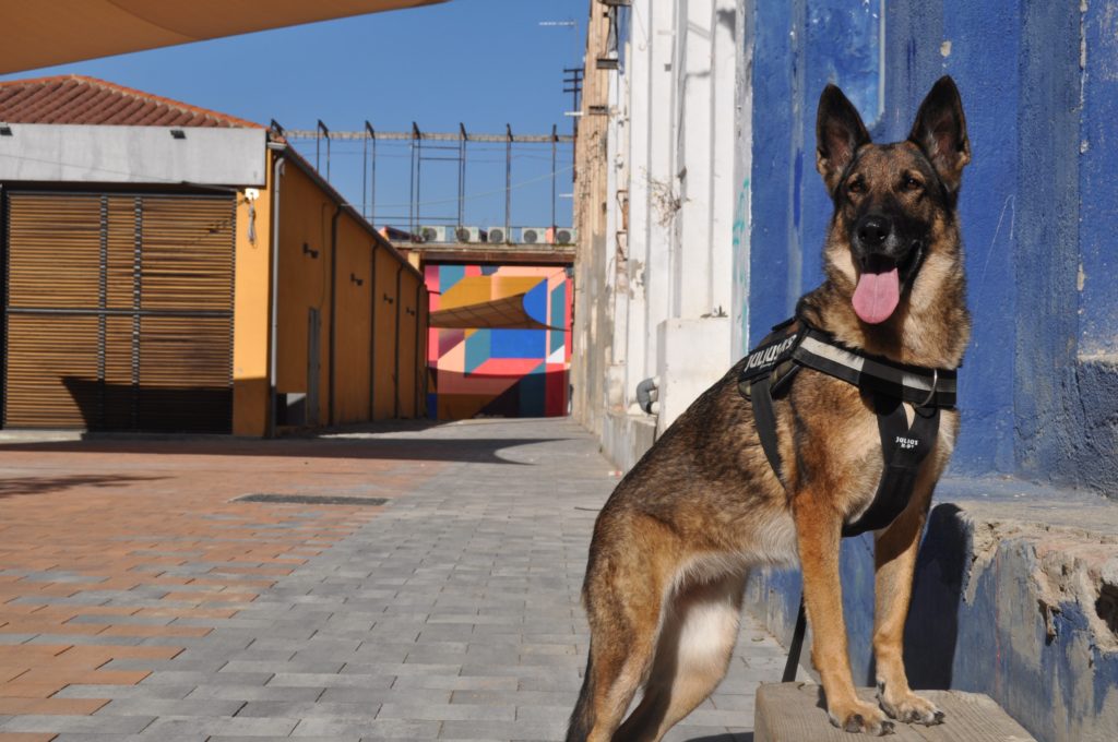 Dogs doing good - another K9 Unit launched in Hermanus