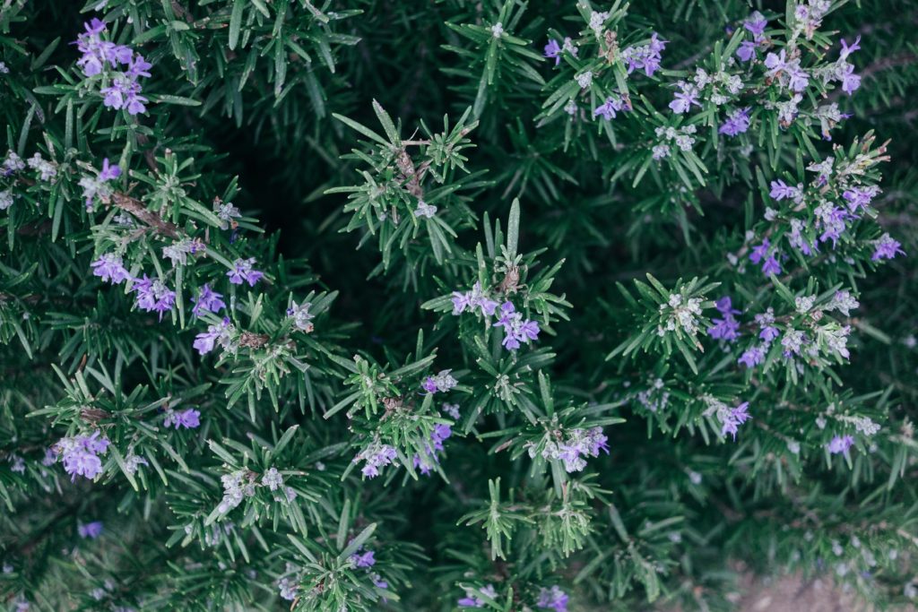 The wondrous benefits of Rosemary and why we love it