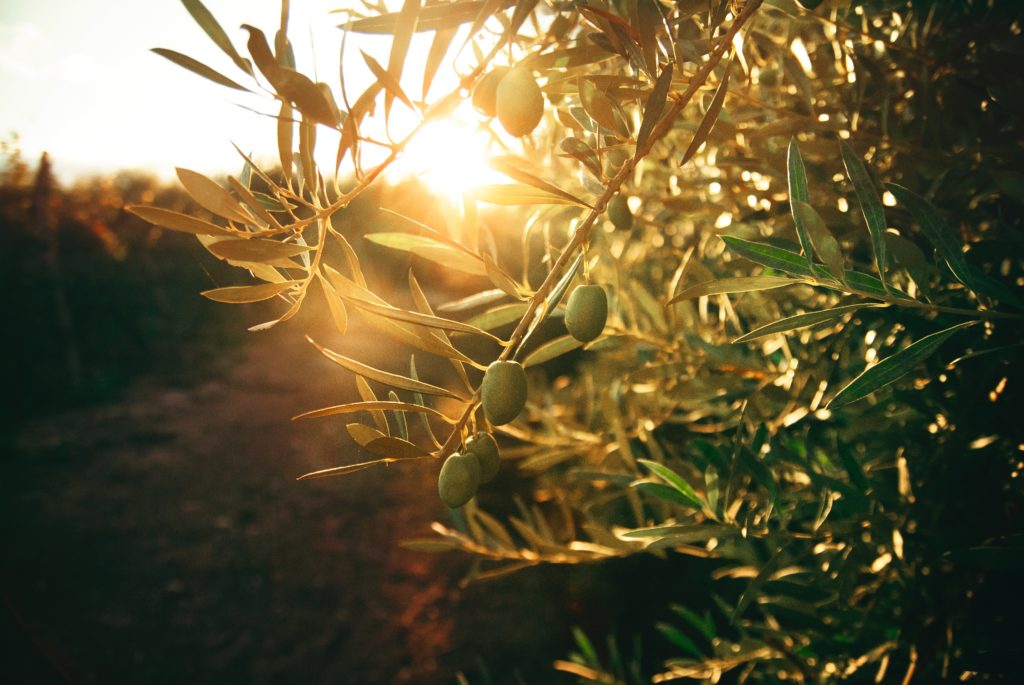 Got green fingers? Here's how to grow your very own olive tree