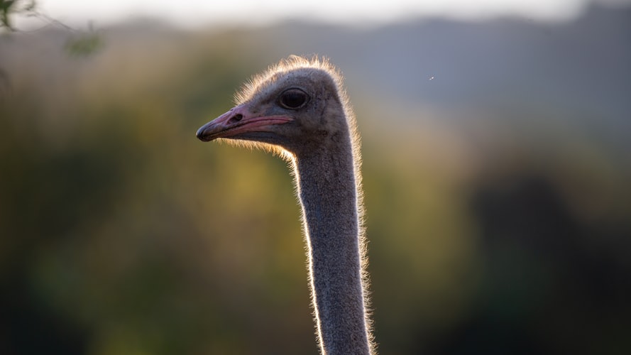 SA ostrich meat stirs debate for being sold in UK supermarkets