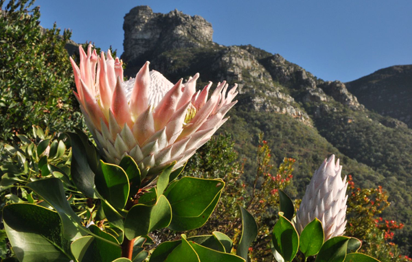 Winter wonders of Kirstenbosch - Free entry for kids this school holidays