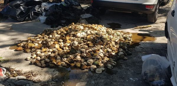 Local man arrested for transporting R1.2 mil worth of abalone