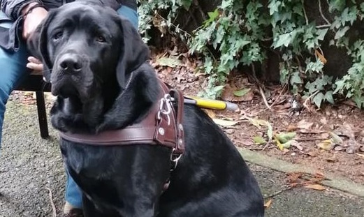 SA Guide-Dogs Association pleads for help to finding missing dog