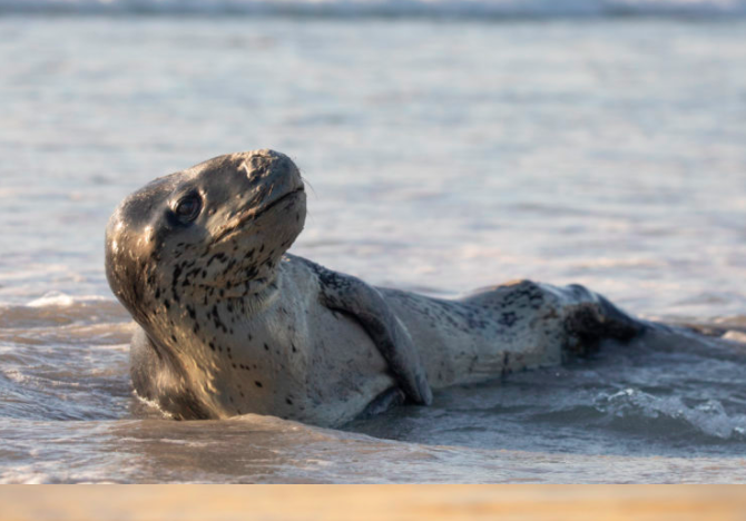 The second leopard seal who travelled to Cape Town waters in a rare sighting, has died