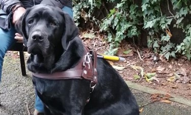 SA Guide-Dogs Association thanks Cape Town after dog was found