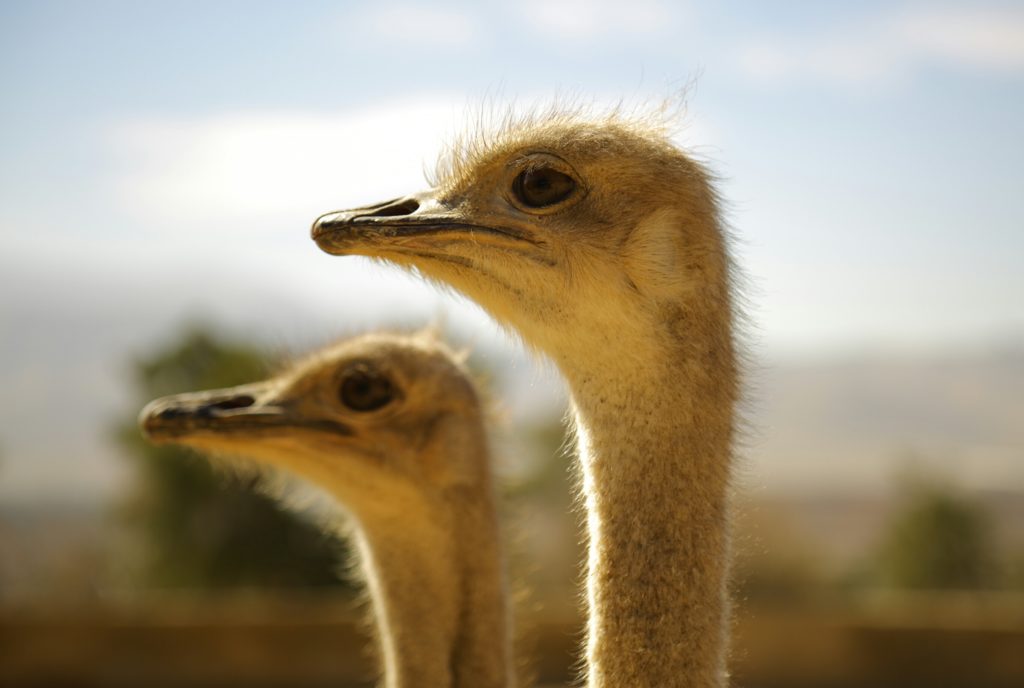 WATCH: This is the kind of music ostriches like