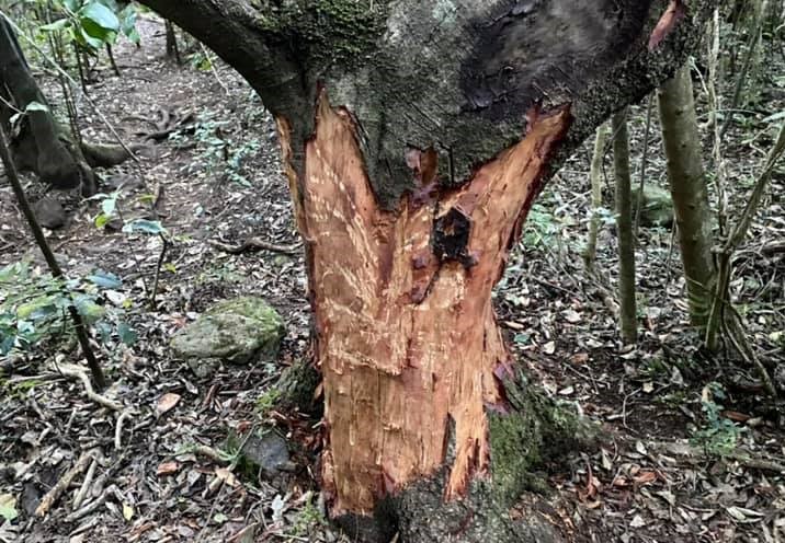 Our trees are crying out for help as bark stripping continues at Newlands Forest