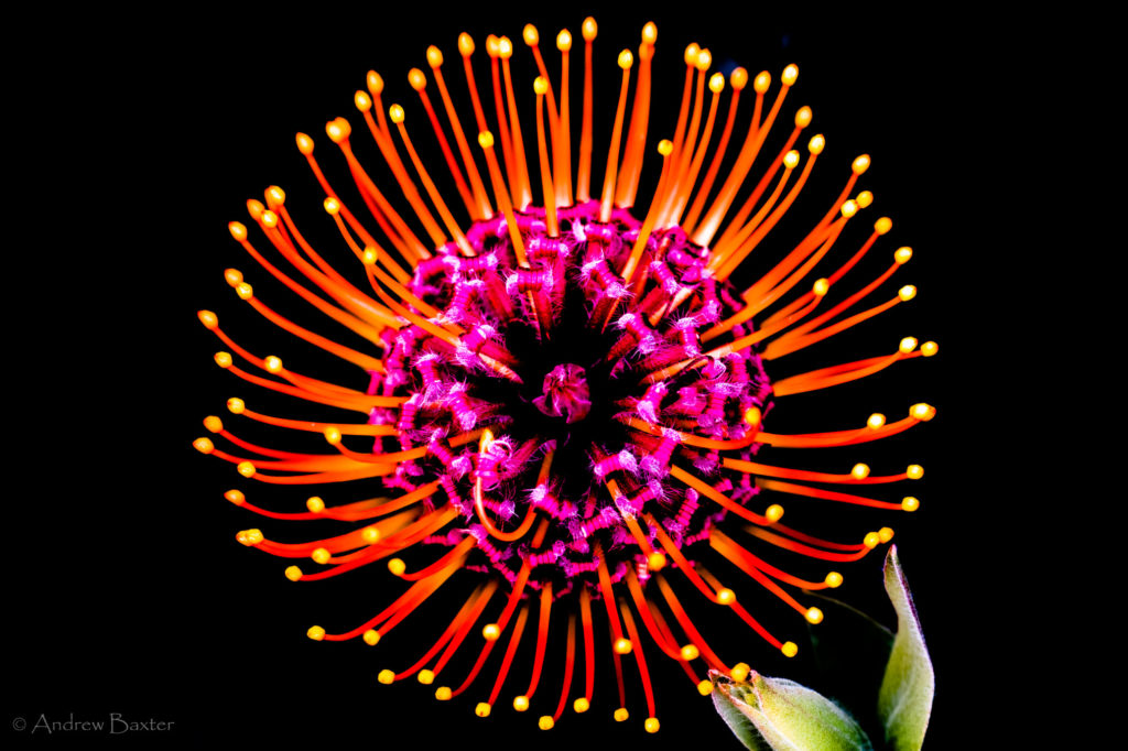 Pictures: Fynbos photographed like you've never seen it before