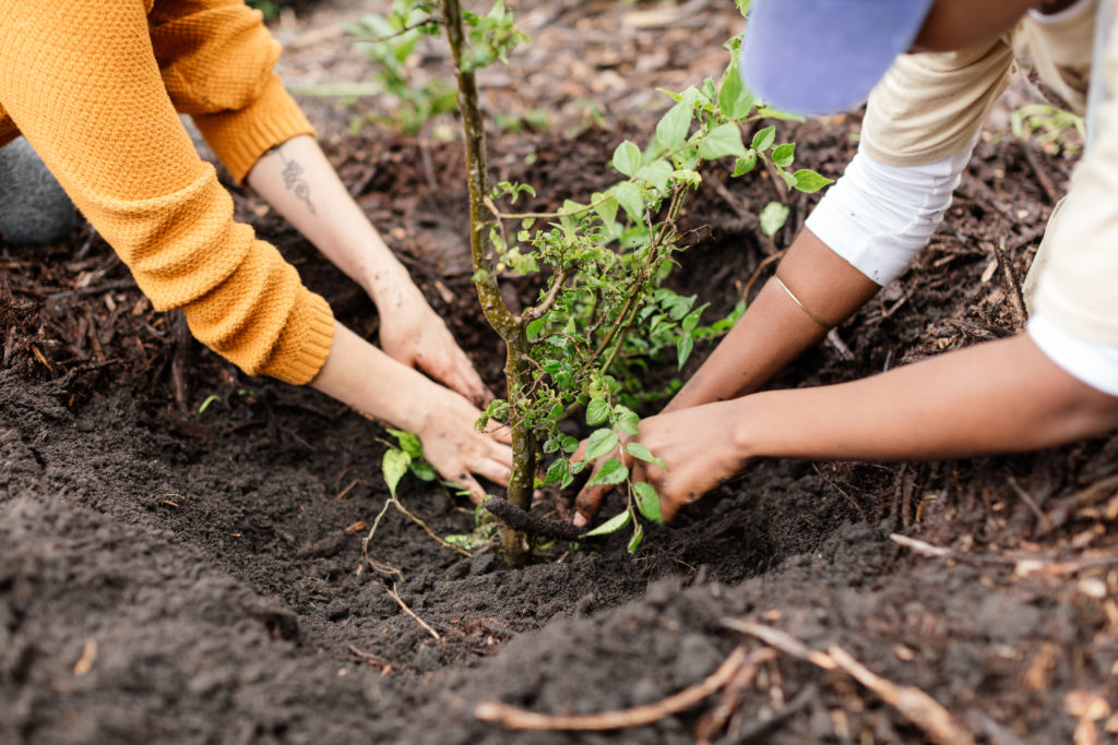 Can you lend a helping hand? Plant a tree for Arbor Month with Greenpop