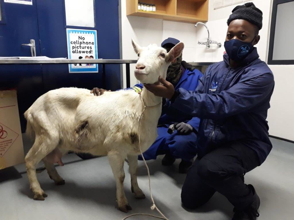 Goat stabbed multiple times, tied to a tree and left to die