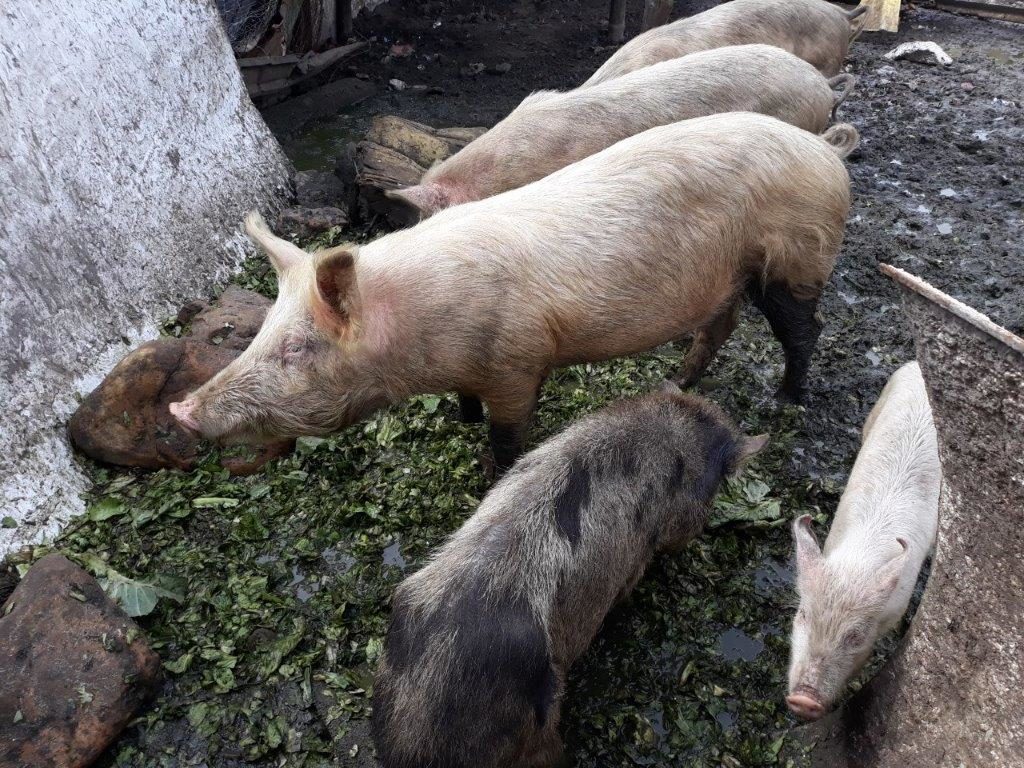 AWS of SA comes across neglected pigs living in disgraceful conditions
