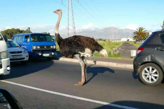 Ostrich holds up traffic near Ottery