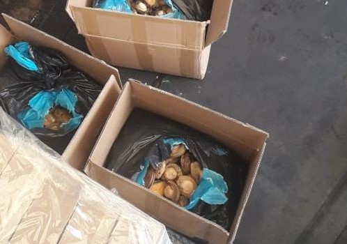 Two men arrested for possession of abalone valued at nearly R2 million in Cape Town
