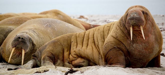 walrus leaves internet in stiches after it attempts to commandeer a boat