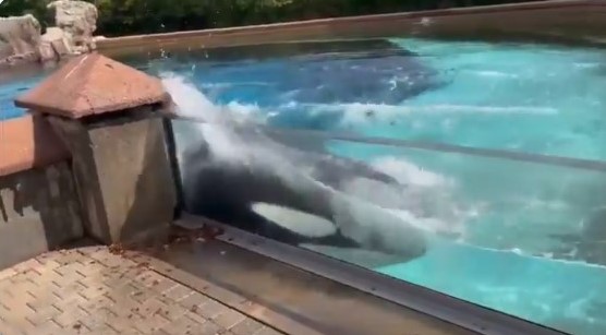 WATCH: Orca repeatedly bashes head against wall, calls to #FreeKiska