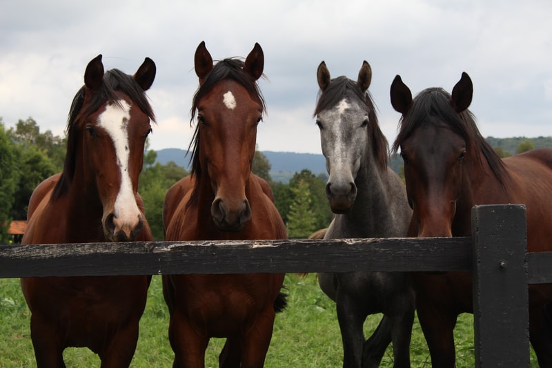 Ivermectin still in high demand as horse owners battle to get their hands on the drug