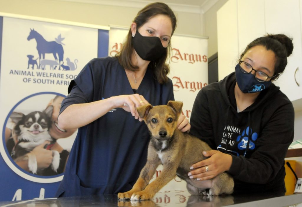 AWS SA doing its part for World Rabies Day - free vaccinations for cats and dogs
