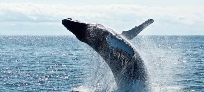 Western Cape Whale watching spots