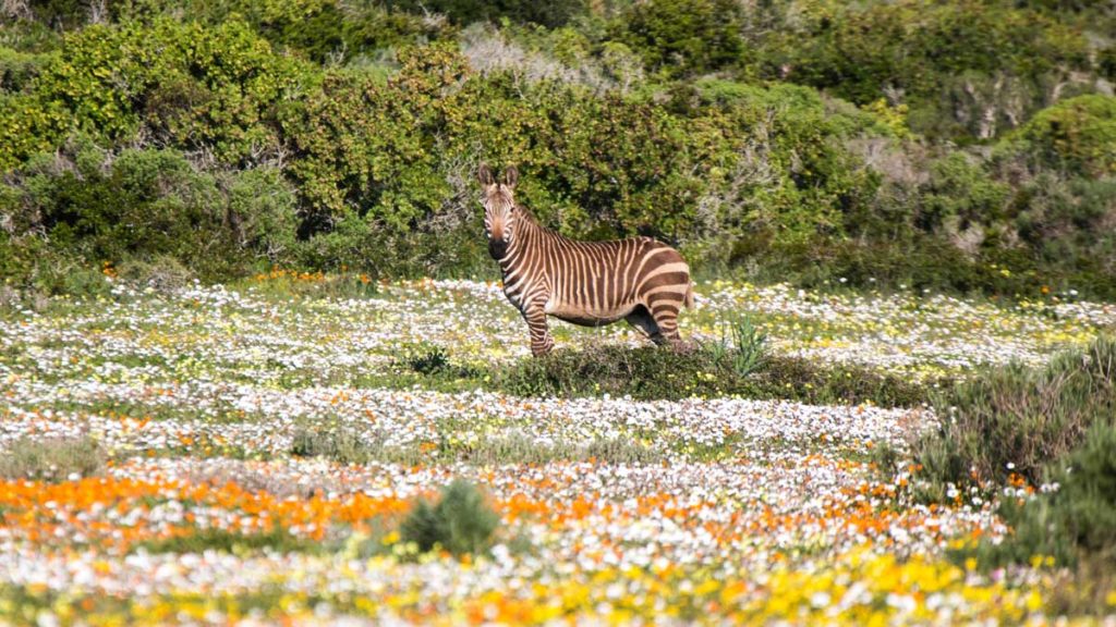 10 exquisite natural wonders around Cape Town