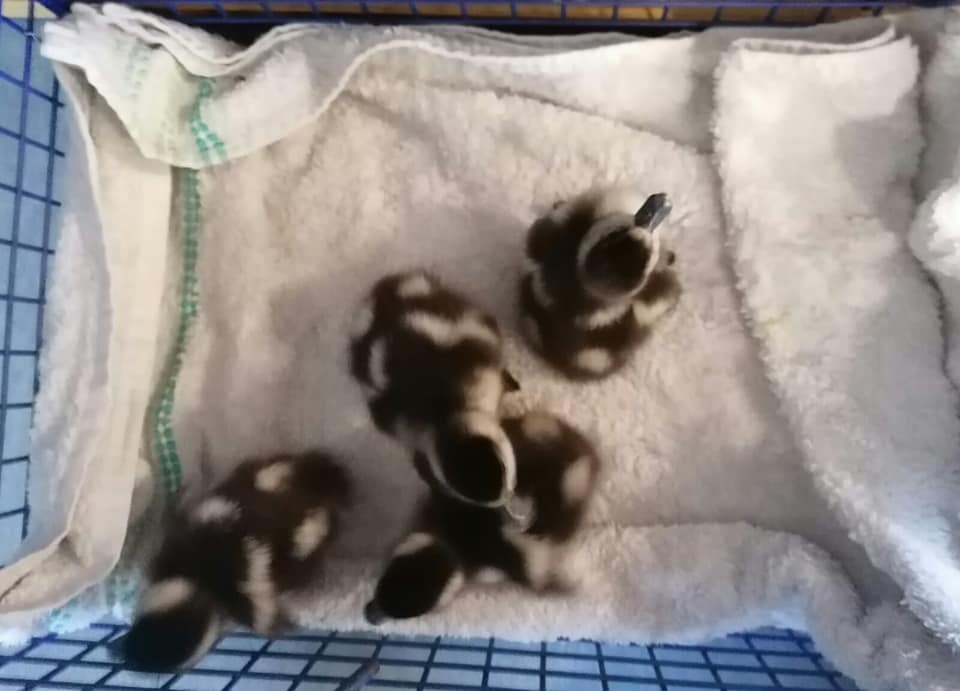Animal Welfare Society's, Nomaxabiso saves Egyptian goslings from peak hour traffic