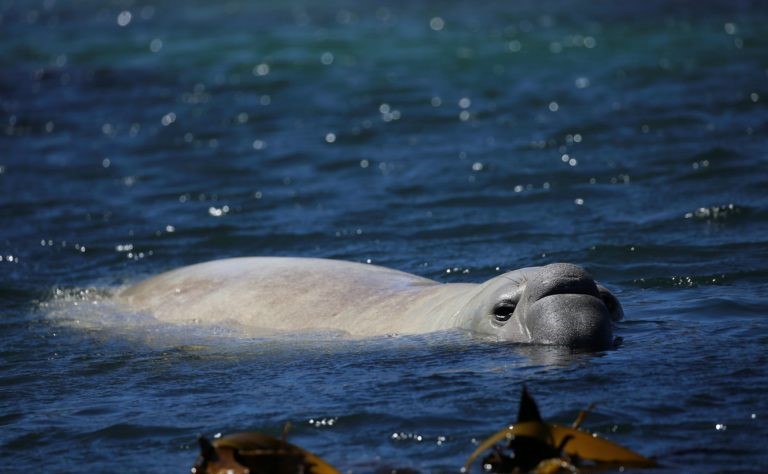 Buffel, the elephant seal has made another appearance at Duiker Island