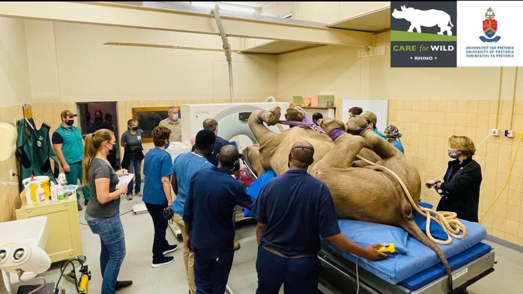First live rhino CT scan performed in South Africa