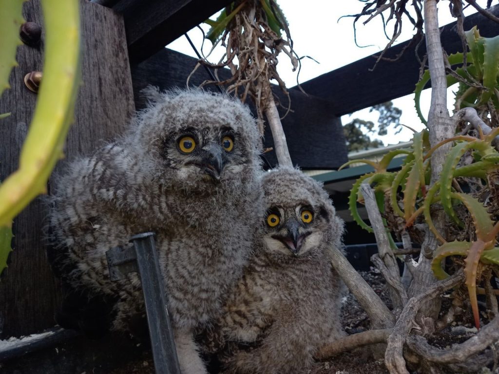 Look! A special sighting of a pair of Spotted Eagle Owls at Kirstenbosch