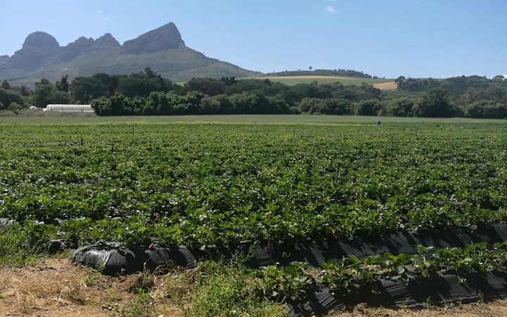 Neens Kitchen is obsessed with the Helderberg Farm and its South African tradition