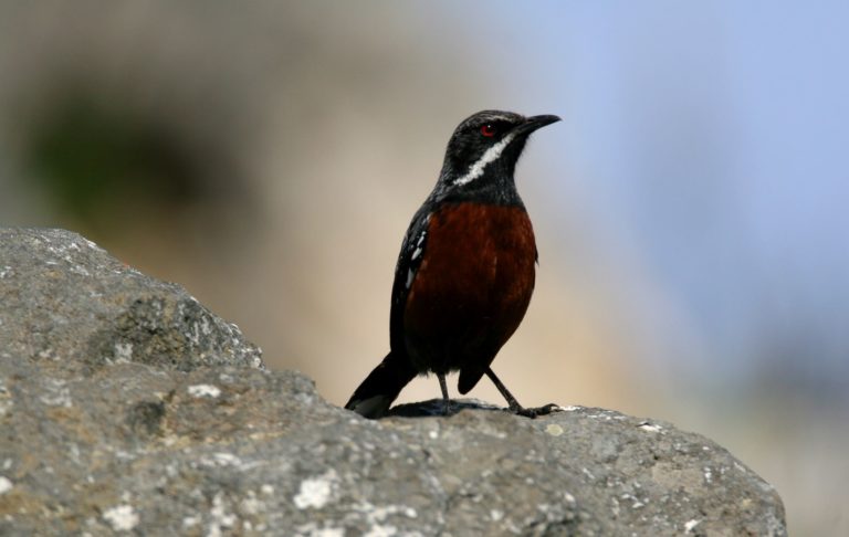 Birdlife SA names the Cape rockjumper as the bird of the year