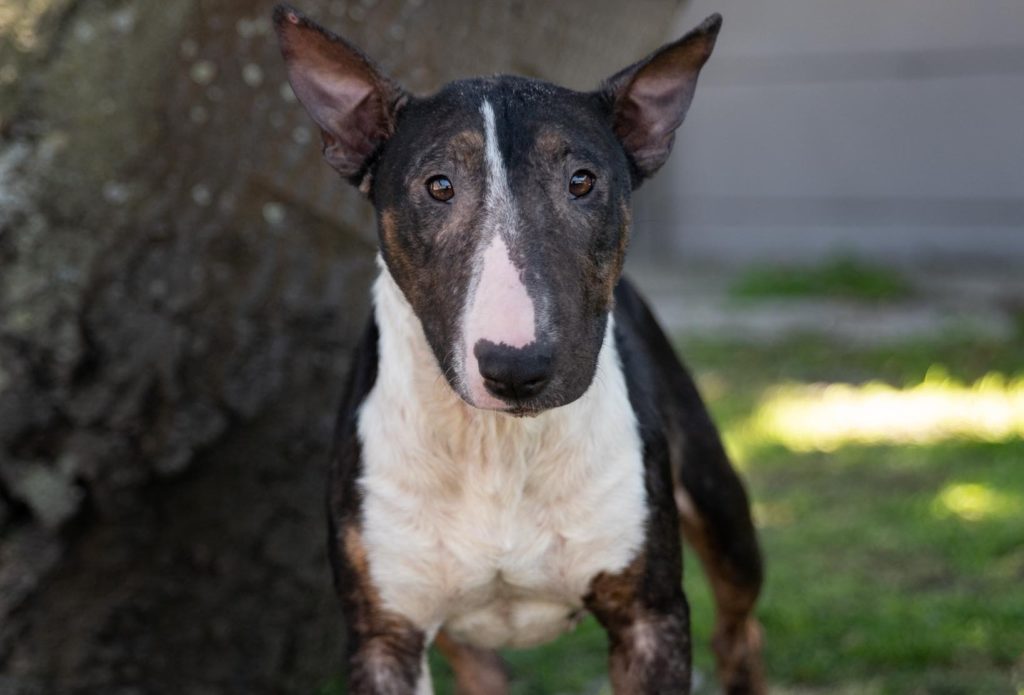 Graduation day for abandoned Bull Terrier and a forever loving new home