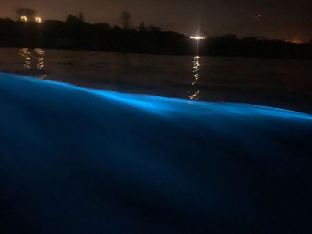 Bioluminescence: An incredible natural phenomenon caught on camera in Hermanus