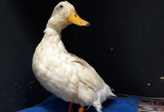 Sitting duck plucked to safety from the Cape's busy N2 highway
