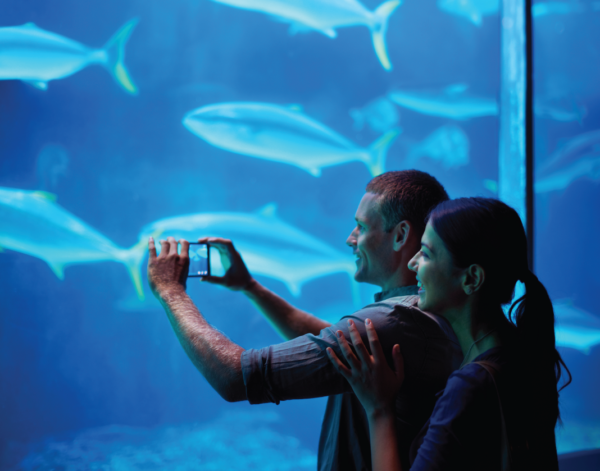 couple taking pictures at two oceans aquarium
