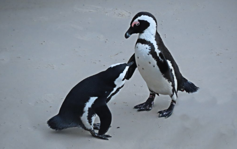 Look! The privilege of seeing the penguins in Simon's Town