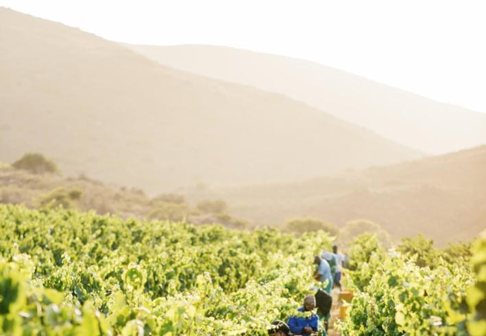 De Wetshof Wine Estate crowned with first prestigious conservation award