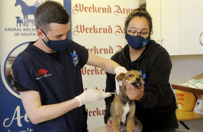 Rabies is on the rise in Cape Town