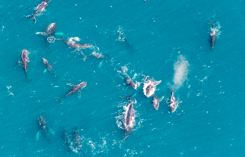 Look! Mass gatherings of humpback whales grace the West Coast