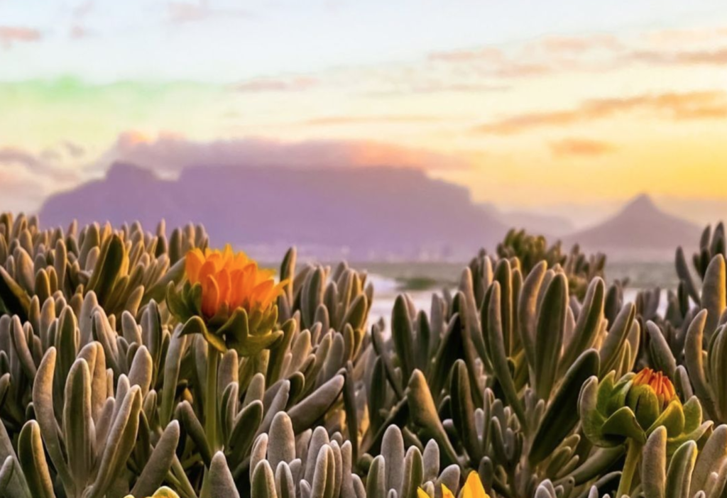 Summer's open, but at what times? Hours guide for Cape Town's natural delights