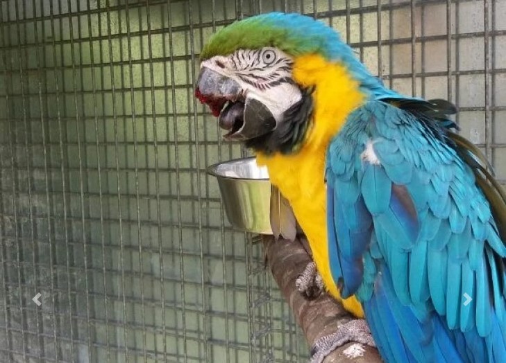 Max the Macaw receives a new lease on life with a 3D-printed beak