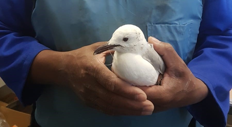 AWS SA ends suffering of seagull that swallowed a gigantic fish hook