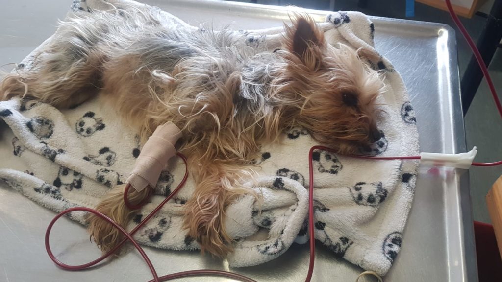 Hanover Park rescue dog saves a tiny Yorkie's life