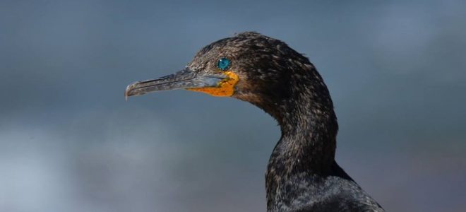 avian influenza cape cormorants