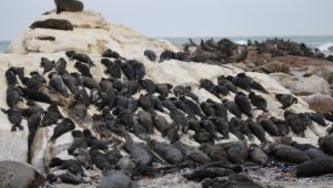 dead cape fur seals wash up on west coast