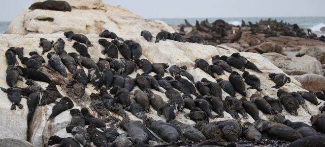dead cape fur seals wash up on west coast