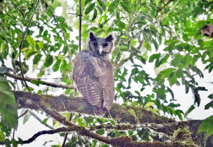 Look! Rare Shelley's eagle-owl photographed after 150 years