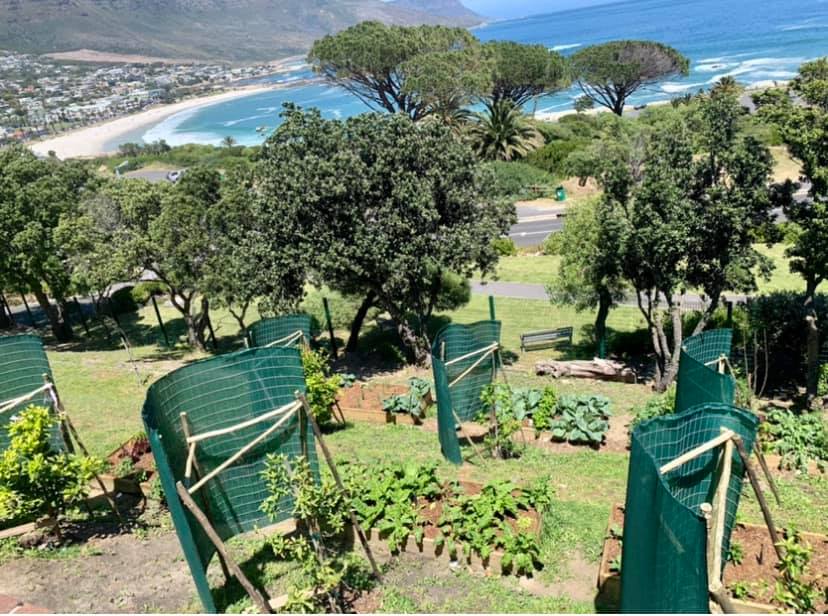 Camps Bay High School harvests first batch of vegetables from their Garden of Hope